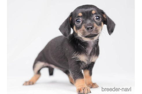 成約済の東京都のチワックス:チワワ×ミニチュアダックスフンド-203759の4枚目